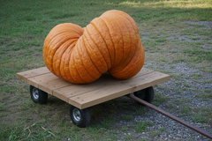 The Blossom Fields Pumpkin Fair