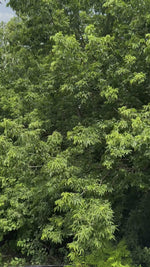 Trophy Liquid Lipstick - Gamer-Ready Lips